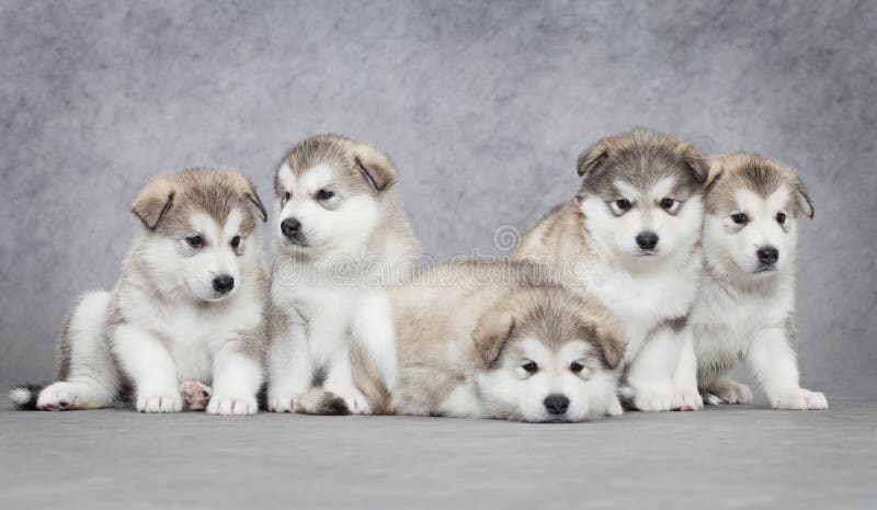 Cuccioli del malamute d'Alasca immagine stock Cuccioli del malamute d'Alasca immagine stock