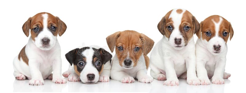 Cuccioli del terrier di Jack Russel. Ritratto del gruppo fotografie stock libere da diritti Cuccioli del terrier di Jack Russel. Ritratto del gruppo fotografie stock libere da diritti