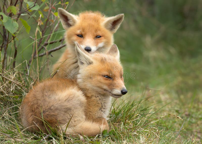 CATENA BARRE GUIDA 18 20,5X2,5 Per Motosega Tarus 4500 5200 5800 Kit Universale EUR 58,47 - Foto 2