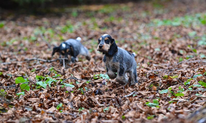 Cuccioli di cocker spaniel di inglese fotografia stock libera da diritti Cuccioli di cocker spaniel di inglese fotografia stock libera da diritti