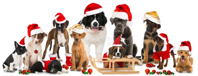 Cuccioli di Natale immagini stock libere da diritti Cuccioli di Natale immagini stock libere da diritti