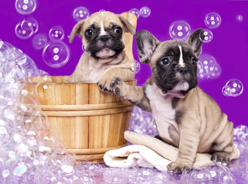 cuccioli e saponata del sapone immagini stock libere da diritti cuccioli e saponata del sapone immagini stock libere da diritti