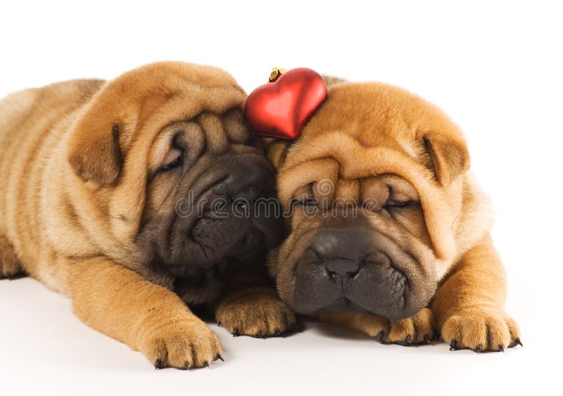 Cuccioli nell'amore fotografia stock Cuccioli nell'amore fotografia stock