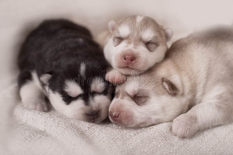 Cuccioli neonati del husky siberiano fotografia stock Cuccioli neonati del husky siberiano fotografia stock