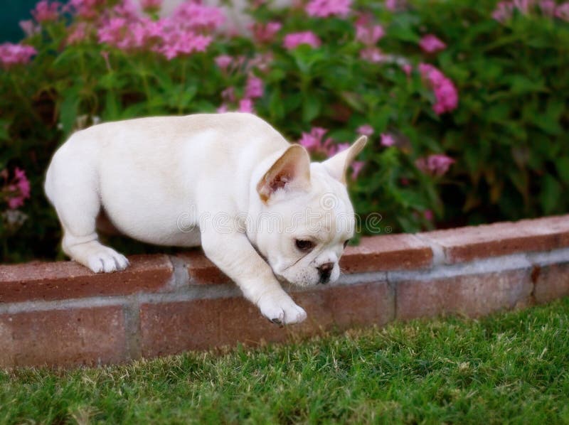 Cucciolo adorabile del bulldog francese immagine stock libera da diritti