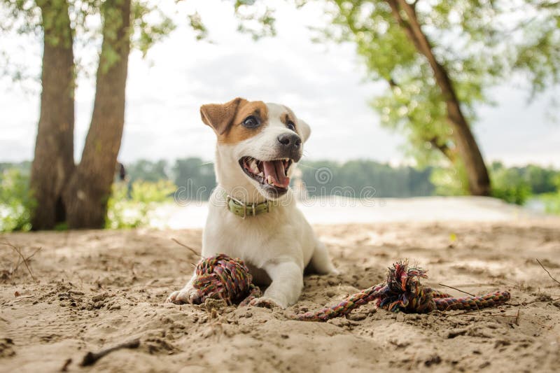 Cucciolo allegro e sveglio di Jack Russell Terrier che gioca con una corda sulla spiaggia immagine stock libera da diritti Cucciolo allegro e sveglio di Jack Russell Terrier che gioca con una corda sulla spiaggia immagine stock libera da diritti