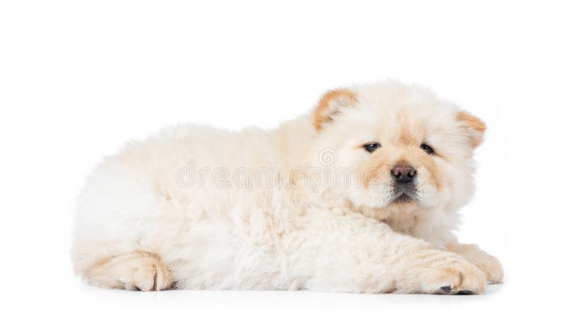 Cucciolo bianco lanuginoso del chow-chow, isolato su fondo bianco immagine stock