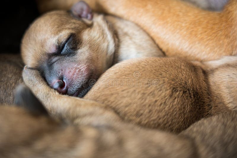 Cucciolo bruno addormentato chiuso fotografie stock libere da diritti