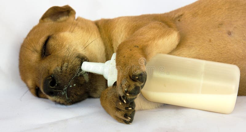 Cucciolo che dorme con la bottiglia di bambino del latte fotografia stock Cucciolo che dorme con la bottiglia di bambino del latte fotografia stock