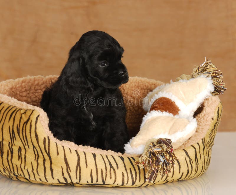 Cucciolo che si siede nella base del cane fotografia stock Cucciolo che si siede nella base del cane fotografia stock