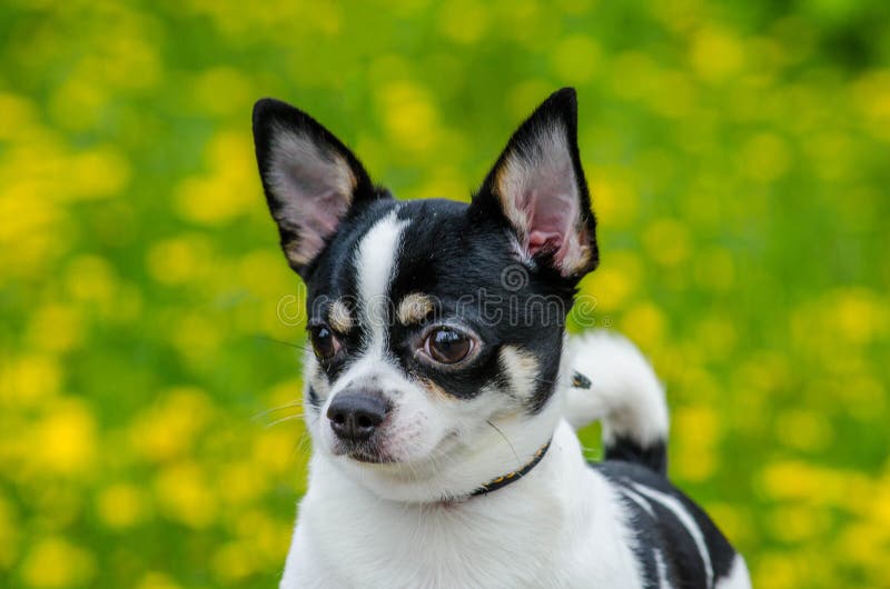 Cucciolo chihuahua cucciolo di cucciolo di cucciolo di compagnia chihuahua. Chihuahua pongo un cane inquieto non sta ancora seduto