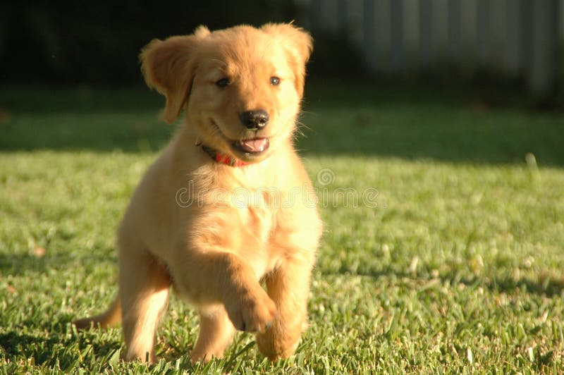 Bounding along...but not for long! Puppies grow up so quickly that this is but a rare moment in the life of a cute golden retriever puppy. (His name is Kirby, by the way). Bounding along...but not for long! Puppies grow up so quickly that this is but a rare moment in the life of a cute golden retriever puppy. (His name is Kirby, by the way)