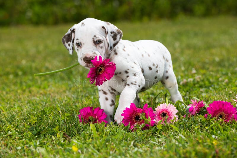 Cucciolo Dalmatian fotografia stock Cucciolo Dalmatian fotografia stock