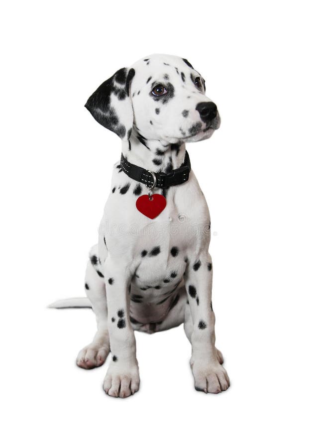 Cucciolo Dalmatian sveglio fotografia stock libera da diritti Cucciolo Dalmatian sveglio fotografia stock libera da diritti