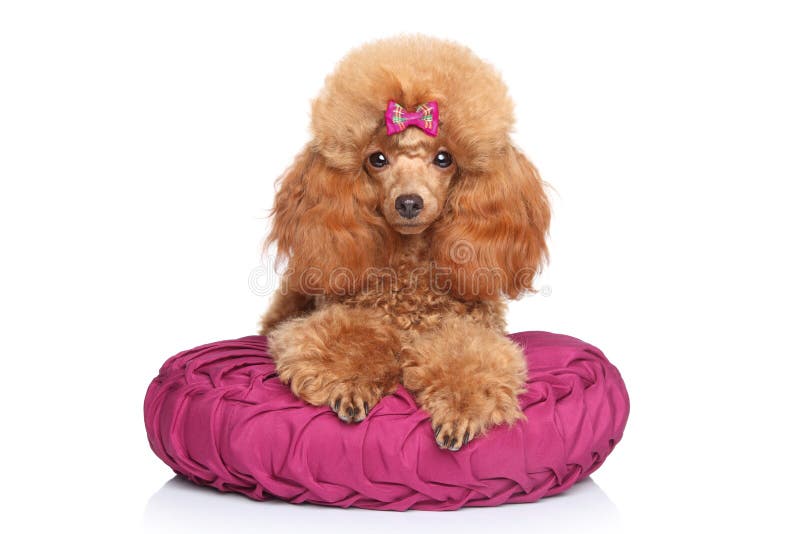 Toy Poodle puppy lying on pillow on a white background. Toy Poodle puppy lying on pillow on a white background