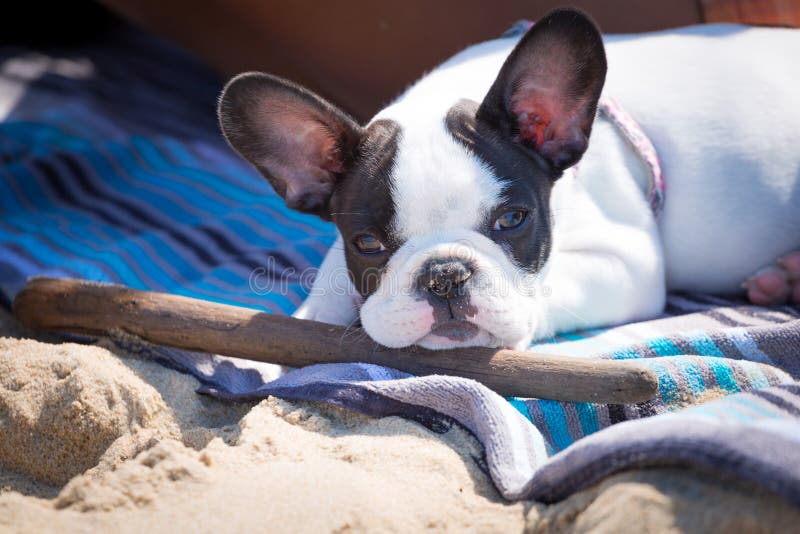 Cucciolo del bulldog francese con il bastone fotografie stock libere da diritti Cucciolo del bulldog francese con il bastone fotografie stock libere da diritti