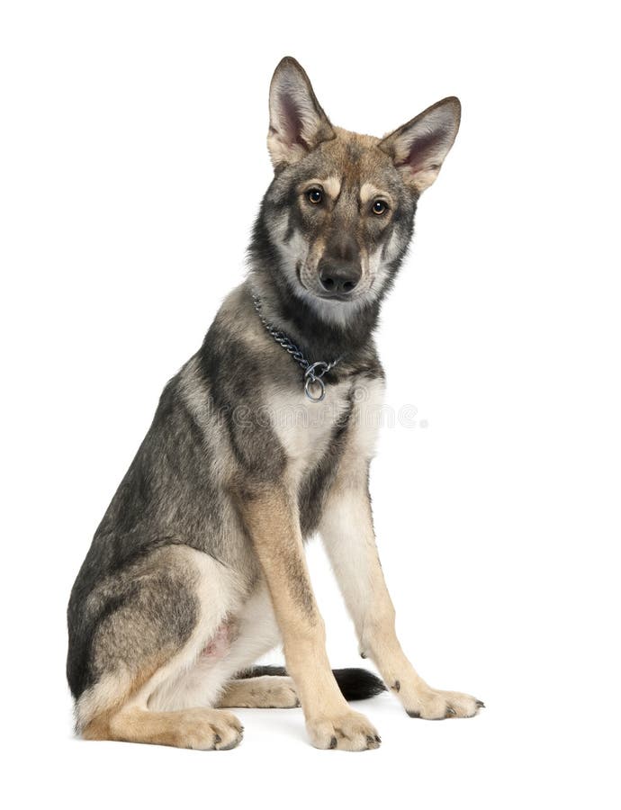 Cucciolo del cane del lupo di Saarloos (5 mesi) immagine stock Cucciolo del cane del lupo di Saarloos (5 mesi) immagine stock