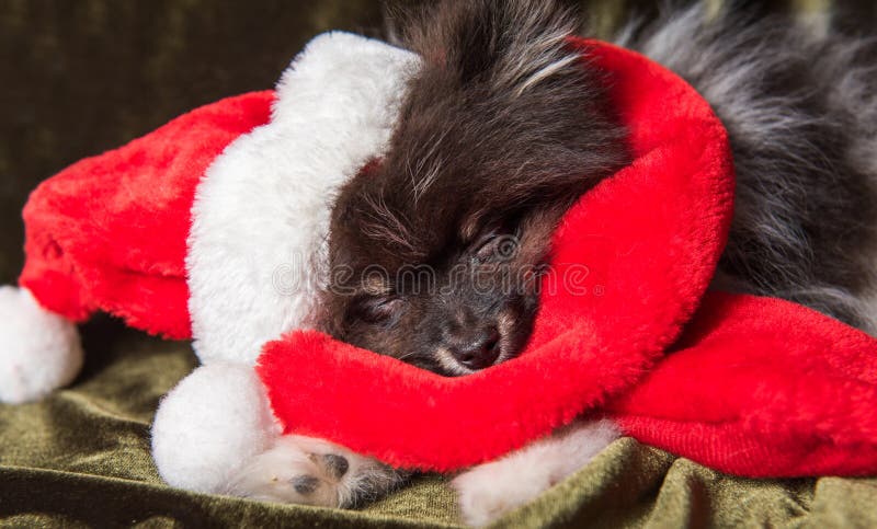 Cucciolo del cane dello Spitz di Pomeranian in cappello di Santa sul Natale e sul nuovo anno fotografie stock Cucciolo del cane dello Spitz di Pomeranian in cappello di Santa sul Natale e sul nuovo anno fotografie stock