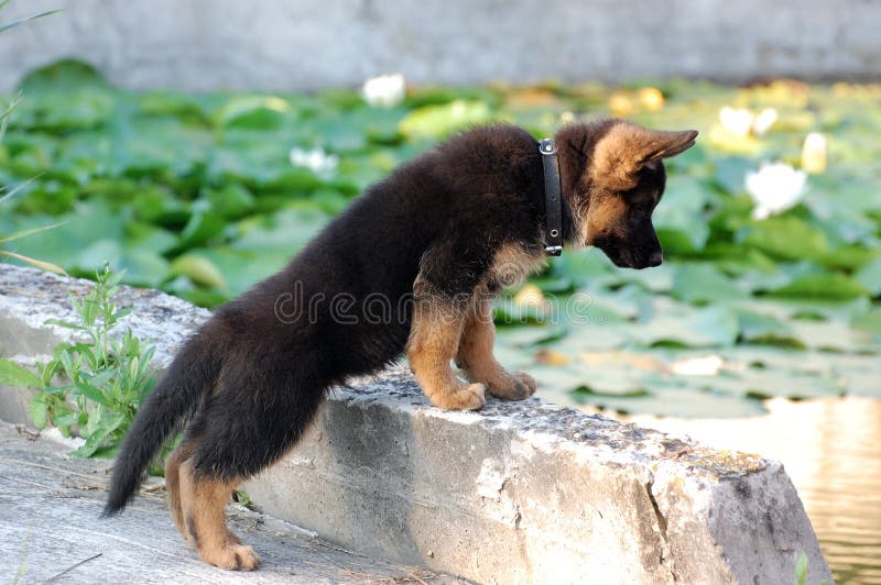 Cucciolo del cane di pastore tedesco fotografie stock Cucciolo del cane di pastore tedesco fotografie stock