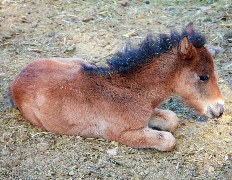 Piccolo Cavallo Sulla Prateria Fotografia Stock Immagine di cavallo, prairie 141495642