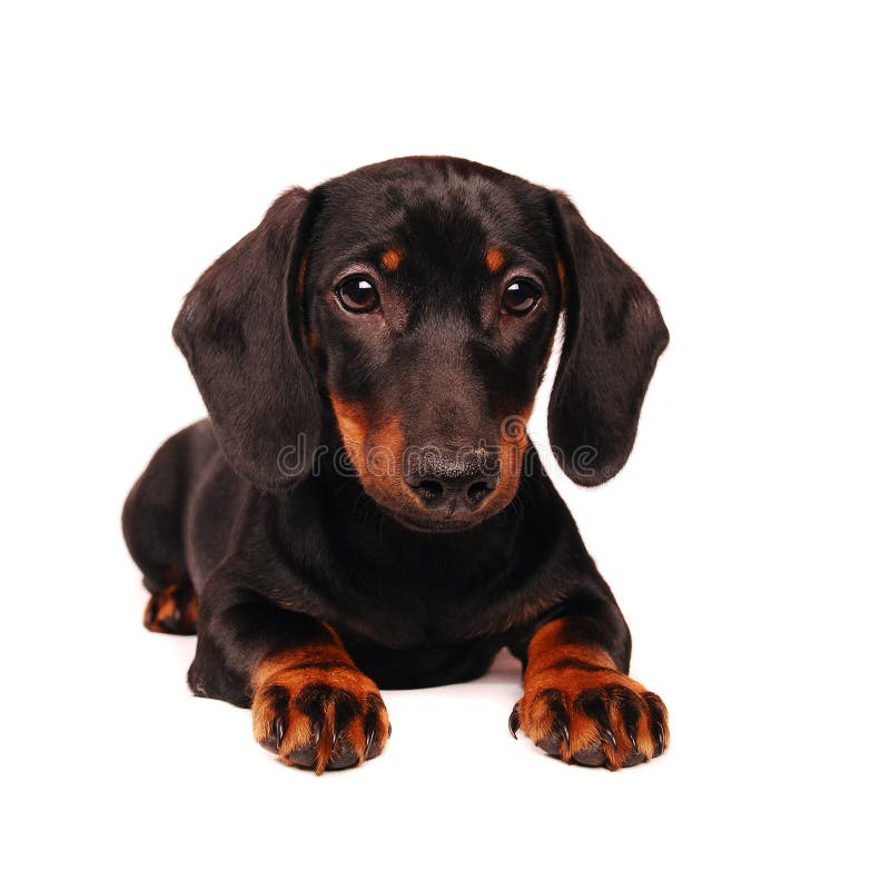 Cucciolo del Dachshund Cucciolo del Dachshund