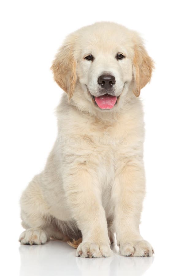 Cucciolo del documentalista dorato immagini stock libere da diritti Cucciolo del documentalista dorato immagini stock libere da diritti