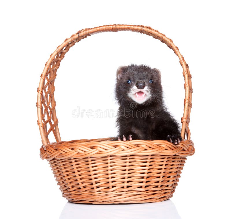 Cucciolo del furetto in canestro di vimini fotografie stock Cucciolo del furetto in canestro di vimini fotografie stock