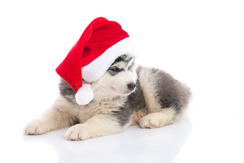 Cucciolo del husky siberiano in cappello rosso di natale di Santa Claus su backgr bianco fotografia stock libera da diritti Cucciolo del husky siberiano in cappello rosso di natale di Santa Claus su backgr bianco fotografia stock libera da diritti