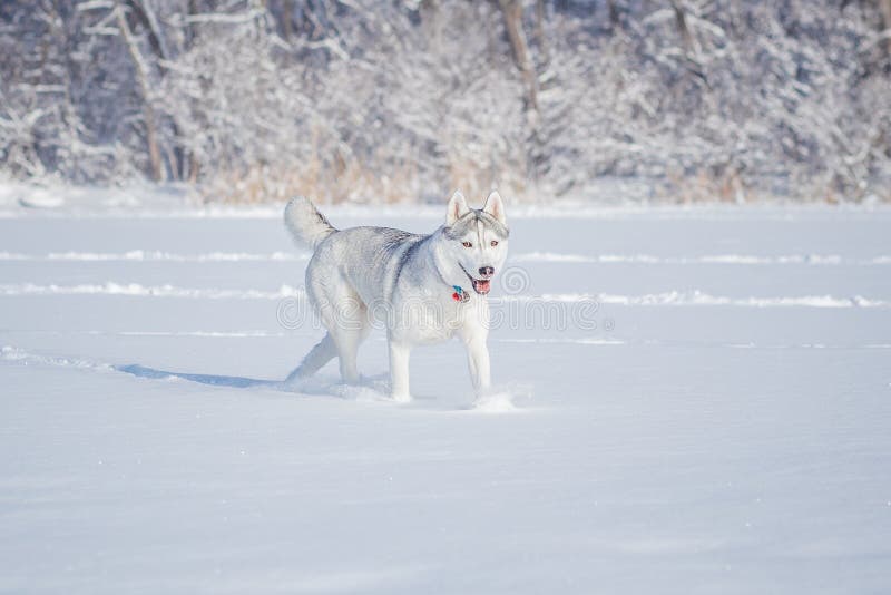 Cucciolo del husky siberiano 4 mesi fotografia stock libera da diritti Cucciolo del husky siberiano 4 mesi fotografia stock libera da diritti