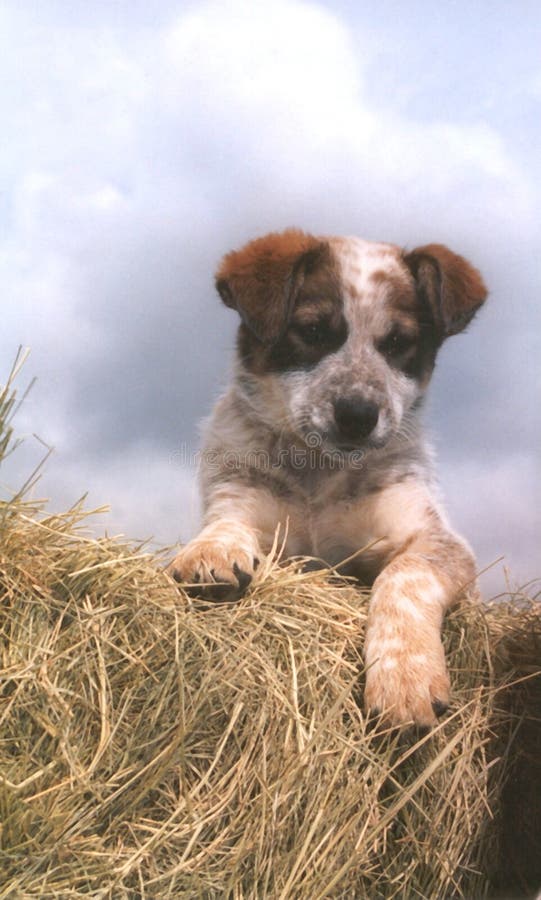 Cucciolo del ranch fotografie stock Cucciolo del ranch fotografie stock