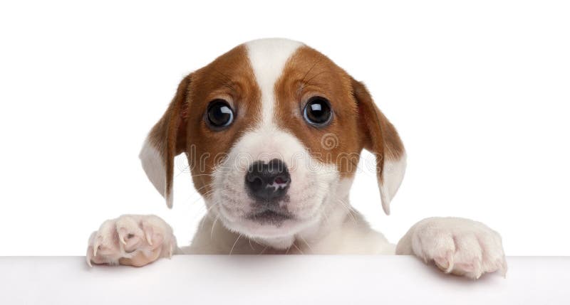 Cucciolo del Terrier del Jack Russell, 2 mesi fotografie stock libere da diritti