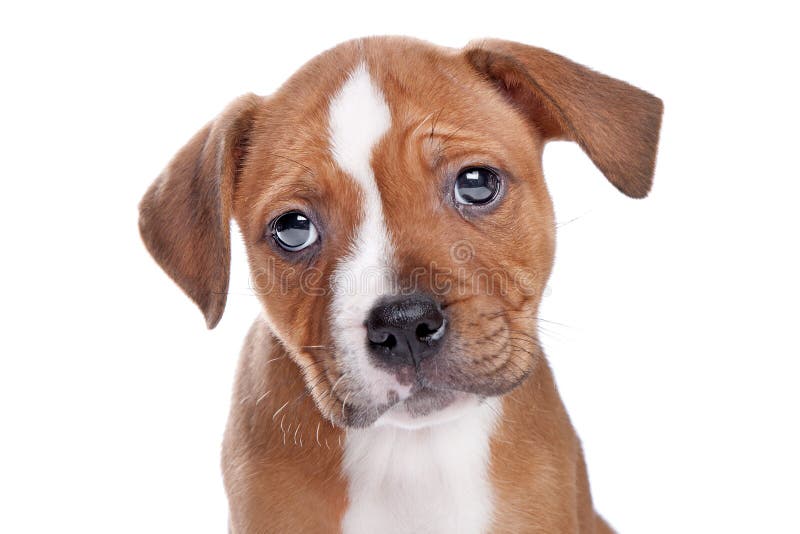 Staffordshire Bull Terrier puppy in front of white. Staffordshire Bull Terrier puppy in front of white