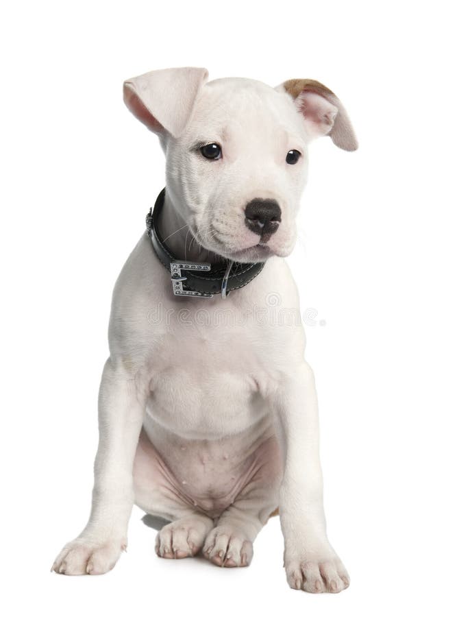 American Staffordshire terrier puppy (2 months) in front of a white background. American Staffordshire terrier puppy (2 months) in front of a white background