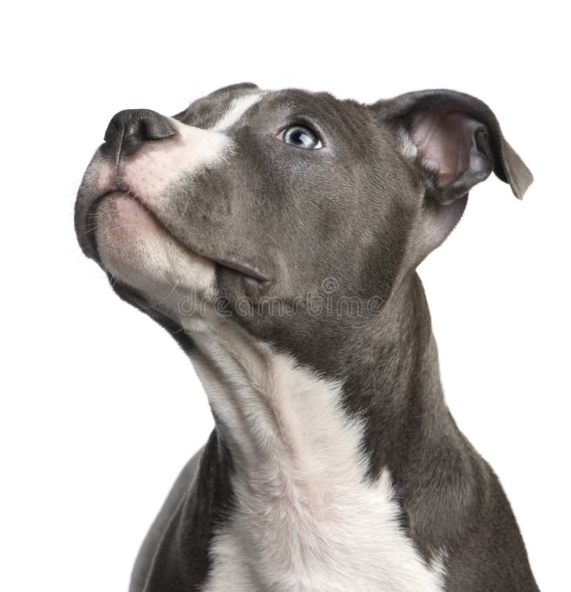 American Staffordshire terrier puppy (3 months) in front of a white background. American Staffordshire terrier puppy (3 months) in front of a white background