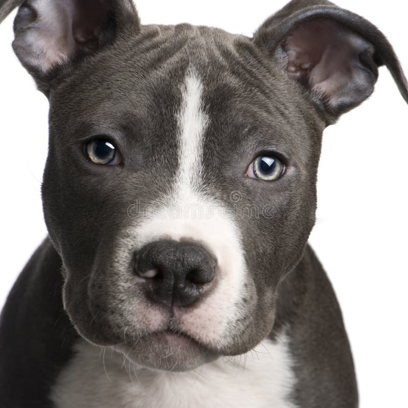 American Staffordshire terrier puppy (3 months) in front of a white background. American Staffordshire terrier puppy (3 months) in front of a white background