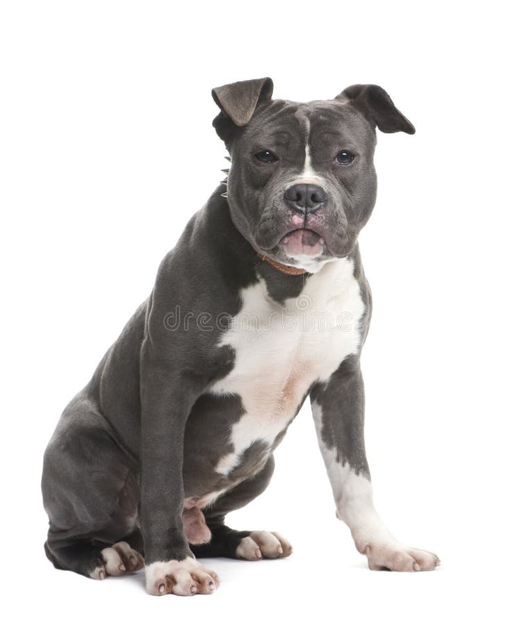 American Staffordshire terrier puppy (5 months) in front of a white background. American Staffordshire terrier puppy (5 months) in front of a white background