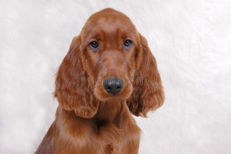 Studio portrait of irish setter puppy. Studio portrait of irish setter puppy