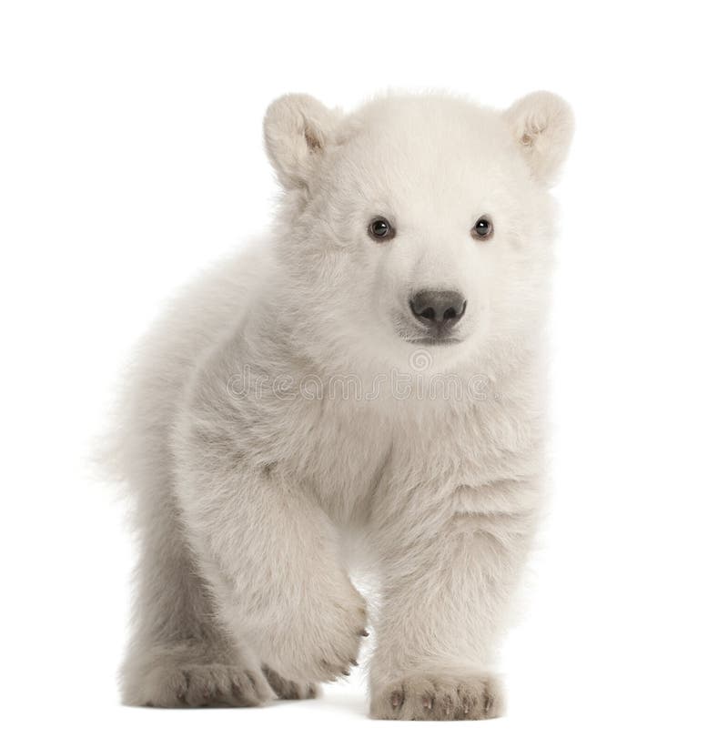 Cucciolo dell'orso polare, ursus maritimus, 3 mesi, camminanti contro w fotografie stock libere da diritti Cucciolo dell'orso polare, ursus maritimus, 3 mesi, camminanti contro w fotografie stock libere da diritti