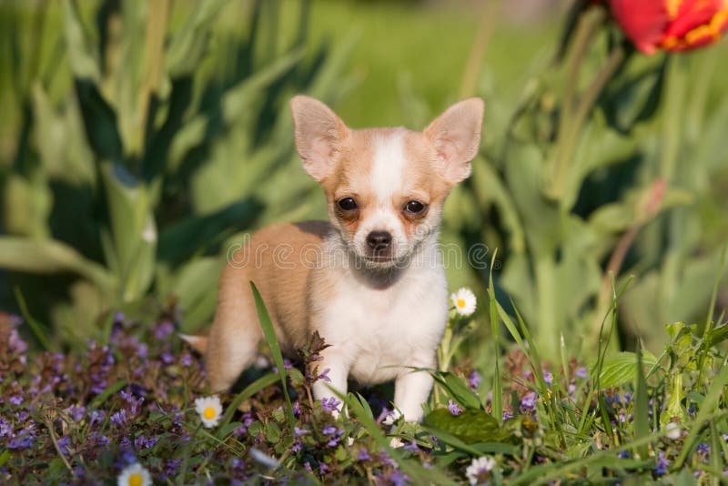 Cucciolo della chihuahua con i fiori immagine stock