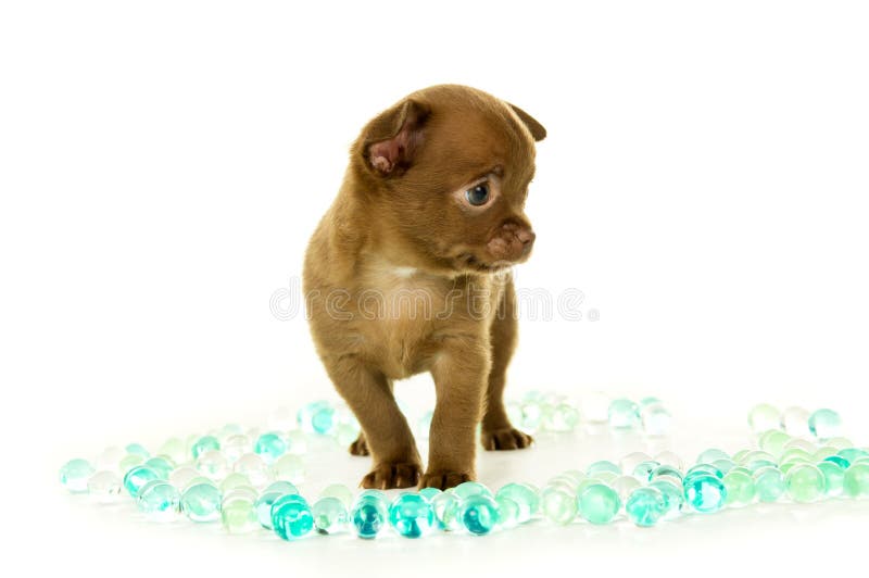 Cucciolo della chihuahua di Brown che sta nelle perle immagine stock libera da diritti Cucciolo della chihuahua di Brown che sta nelle perle immagine stock libera da diritti