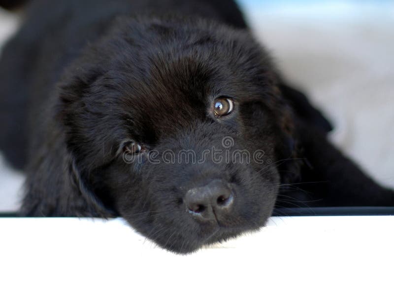Cucciolo della Terranova immagini stock Cucciolo della Terranova immagini stock