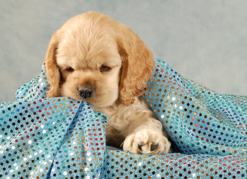 American cocker spaniel puppy playing under blue blanket. American cocker spaniel puppy playing under blue blanket