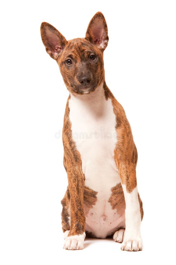 Cucciolo di Basenji fotografia stock libera da diritti