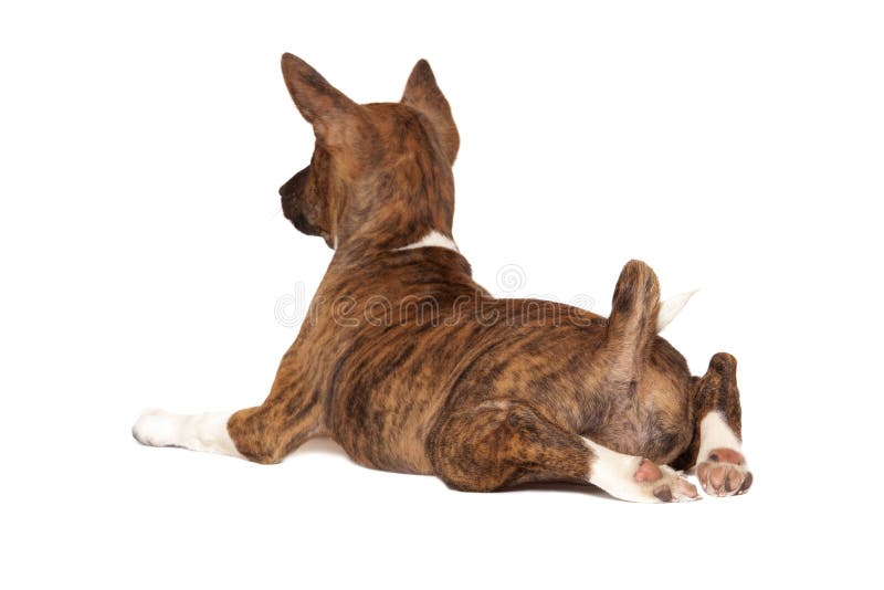 Cucciolo di Basenji fotografie stock libere da diritti