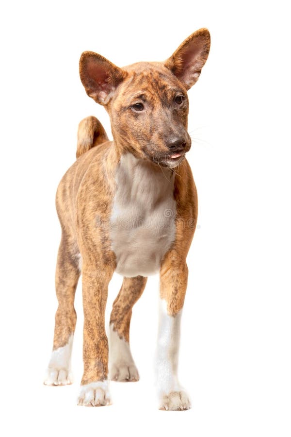 Cucciolo di Basenji fotografia stock libera da diritti