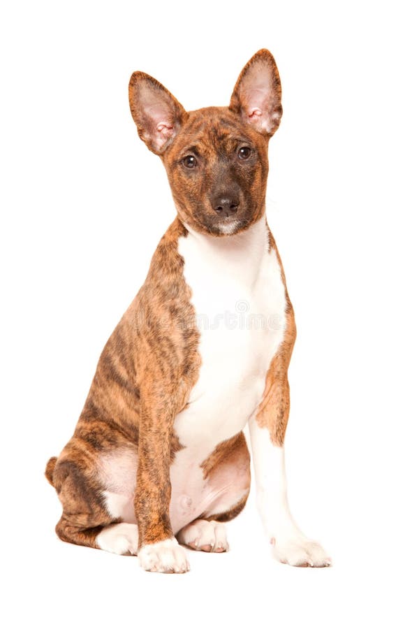 Cucciolo di Basenji fotografia stock