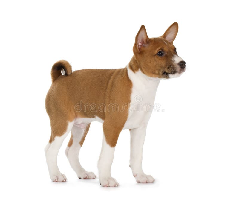 Cucciolo di Basenji immagine stock