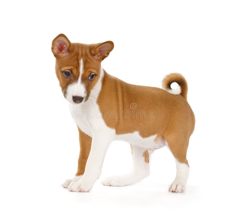 Cucciolo di Basenji fotografia stock