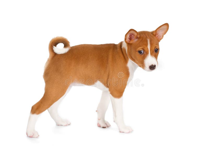 Cucciolo di Basenji fotografia stock