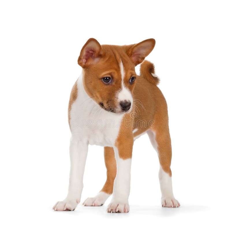 Cucciolo di Basenji fotografie stock